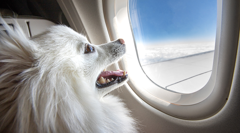dog-staring-at-the-window-on-a-plane